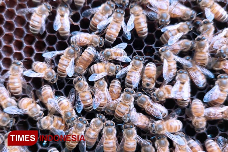 Mencicipi Manisnya Cuan dari Budidaya Lebah Madu di Banyuwangi